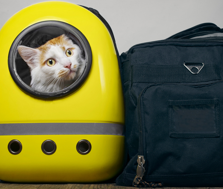 Travelling with pets