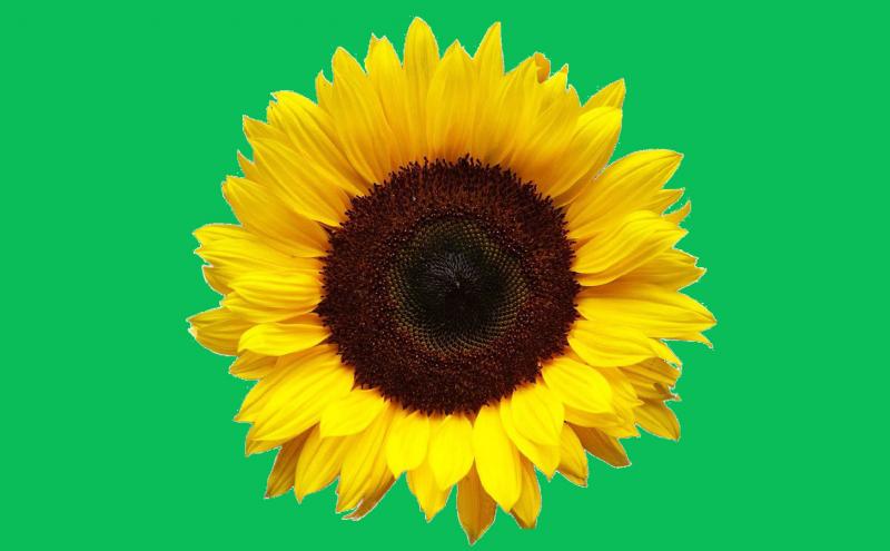 Eurostar joins the Hidden Disabilities Sunflower 